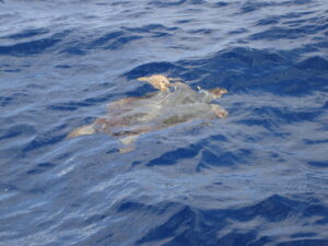 Schildpad in de zee 