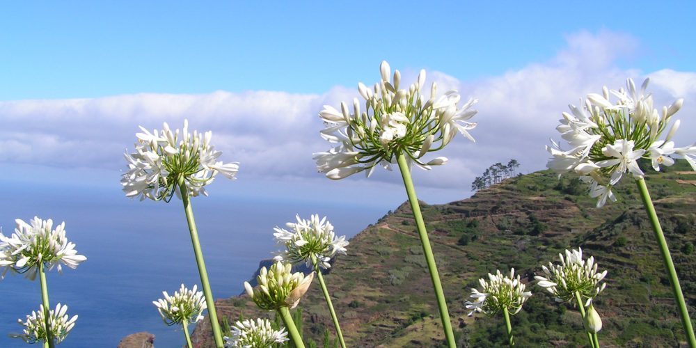 Wandelen op bloemeneiland Madeira, zó mooi!