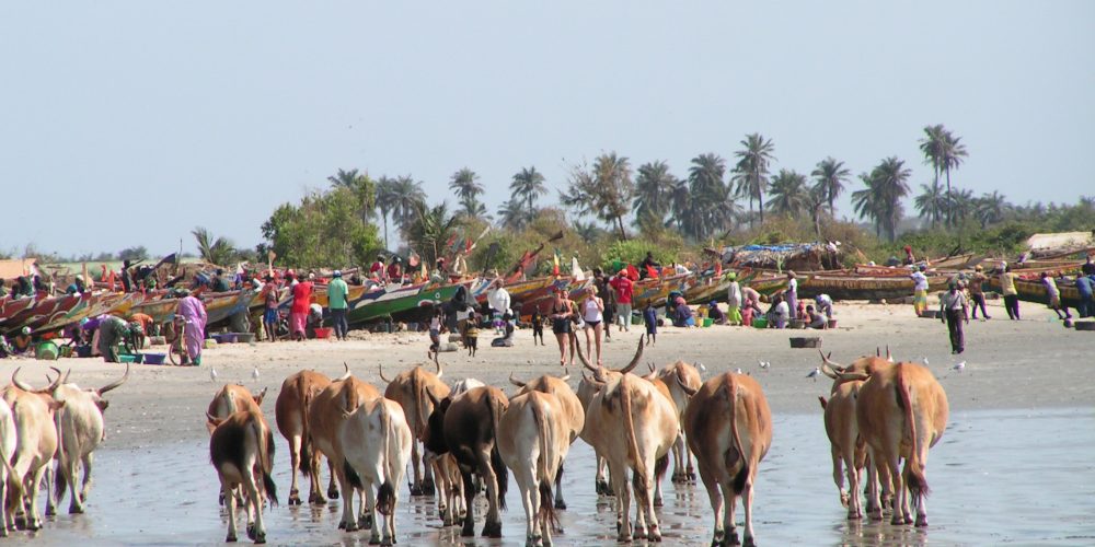 Welcome to THE GAMBIA!