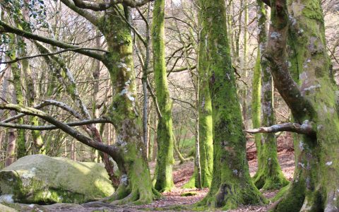 bossen rond Glendalough