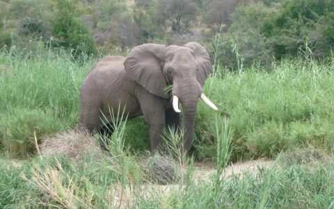 Olifant