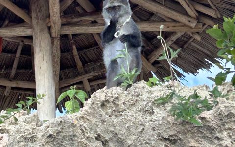 Aapje Zanzibar